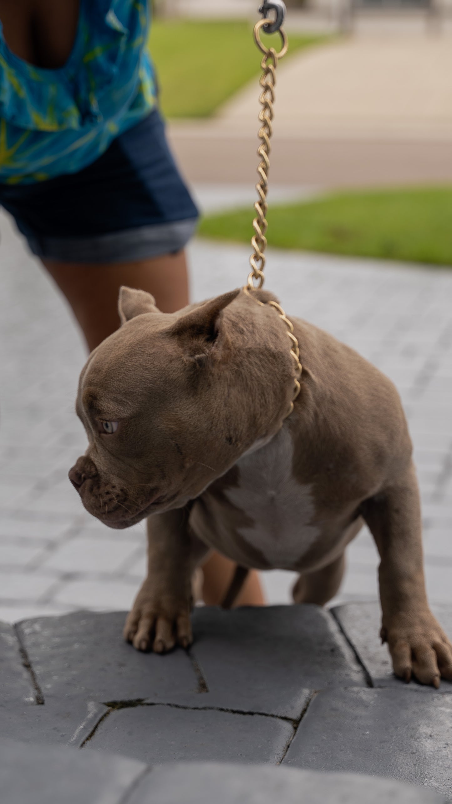 PUPS AVAILABLE TODAY