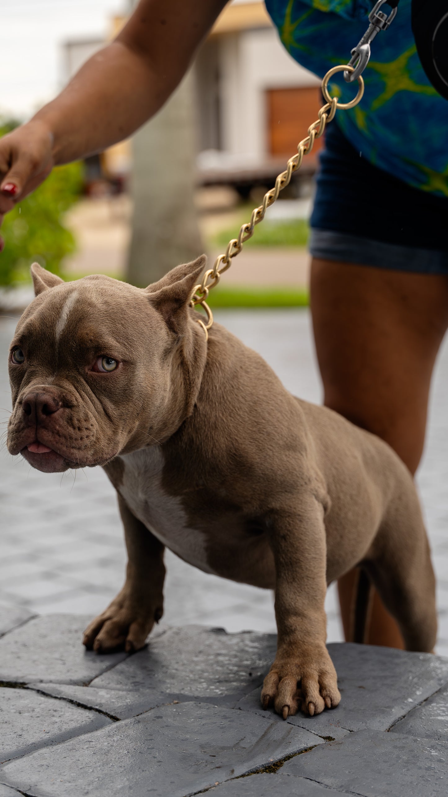 PUPS AVAILABLE TODAY
