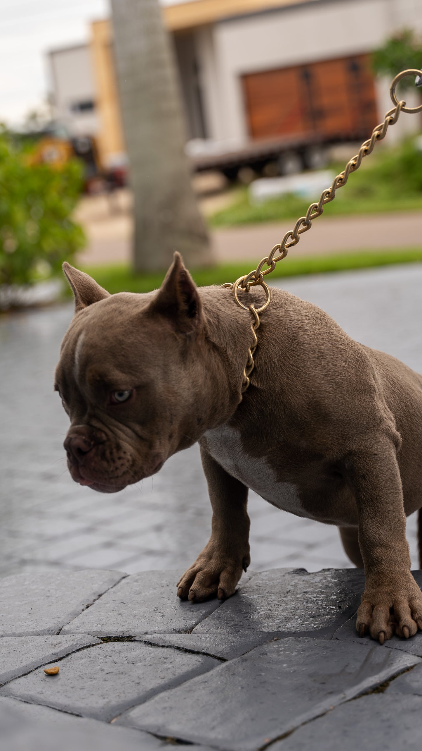 PUPS AVAILABLE TODAY