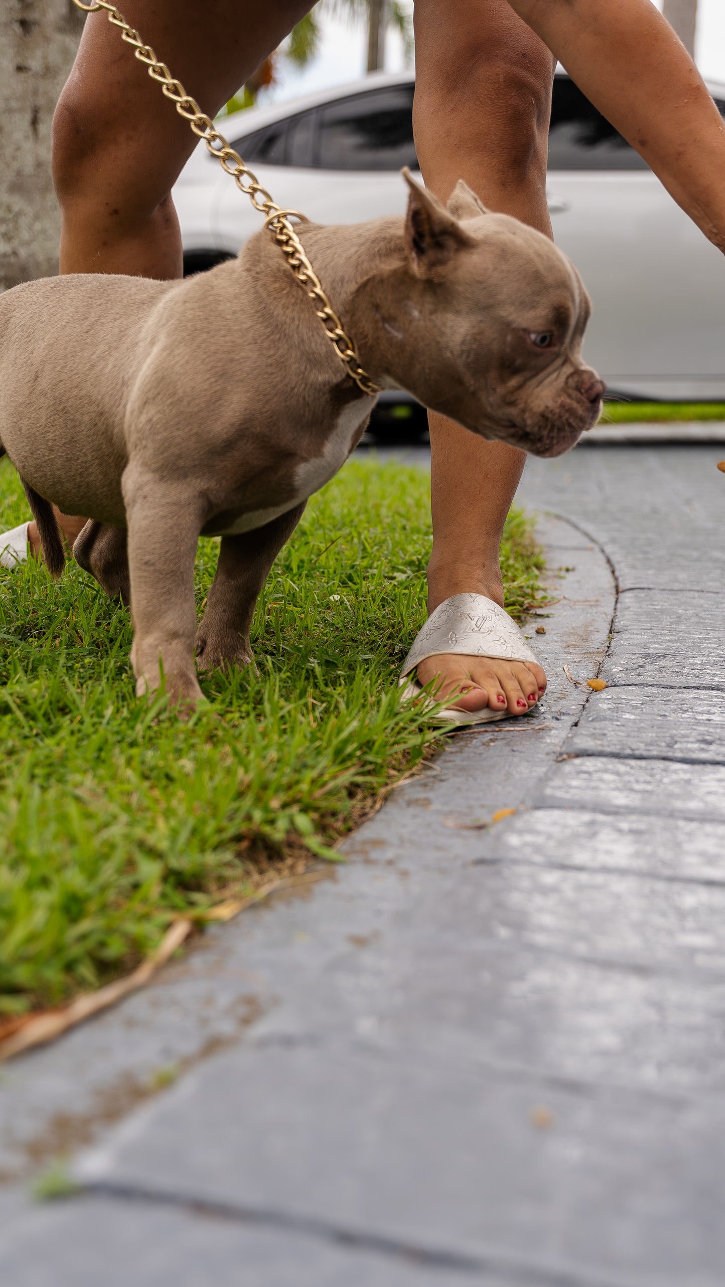 PUPS AVAILABLE TODAY