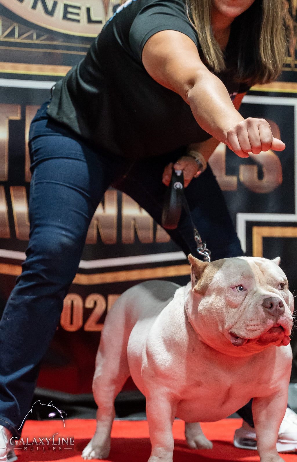 Pluto stacked at an American Bully show with his handler – GalaxyLine Bullies stud, Naples FL