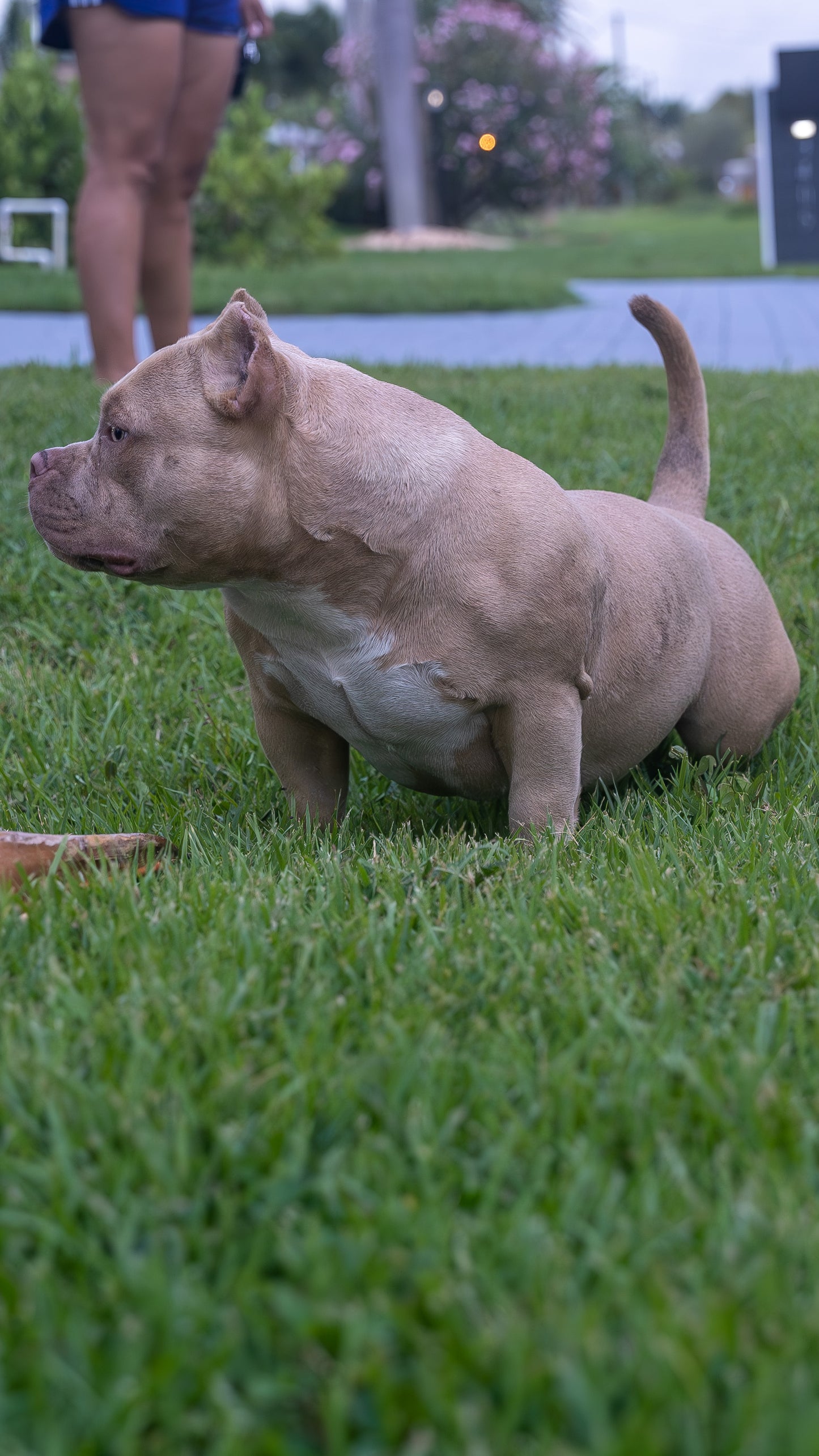 Kilo x Astra – Upcoming Litter