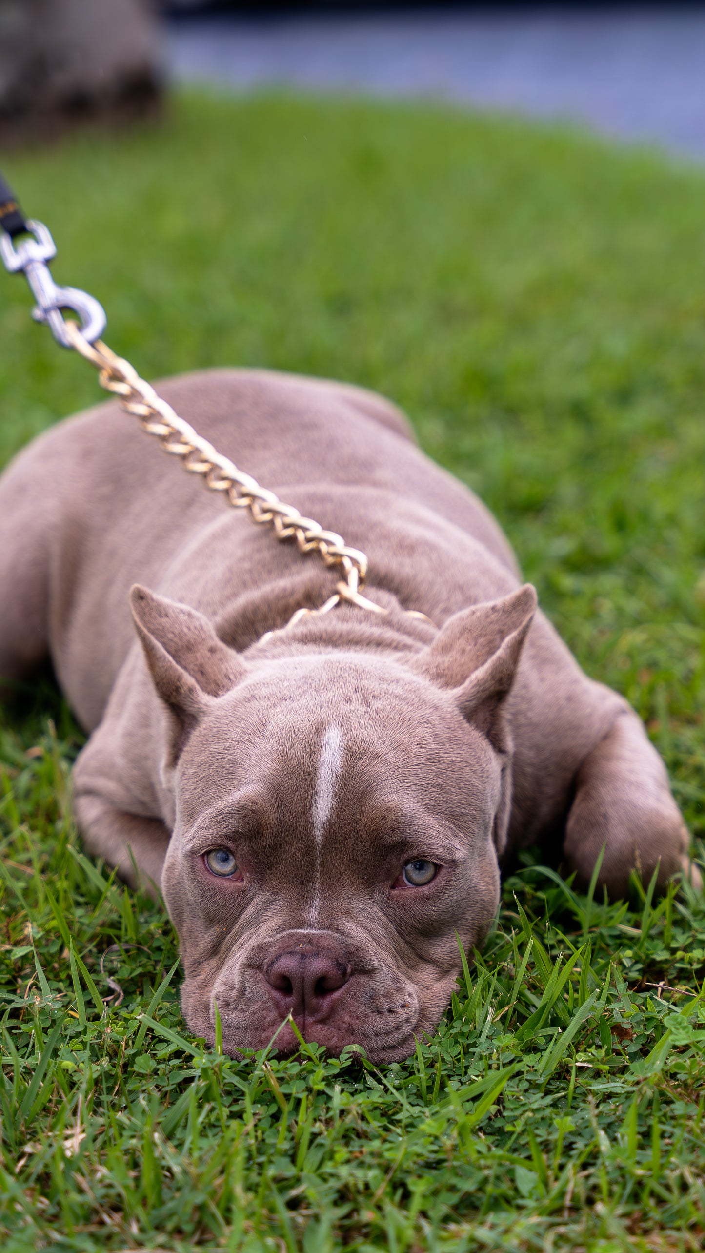PUPS AVAILABLE TODAY