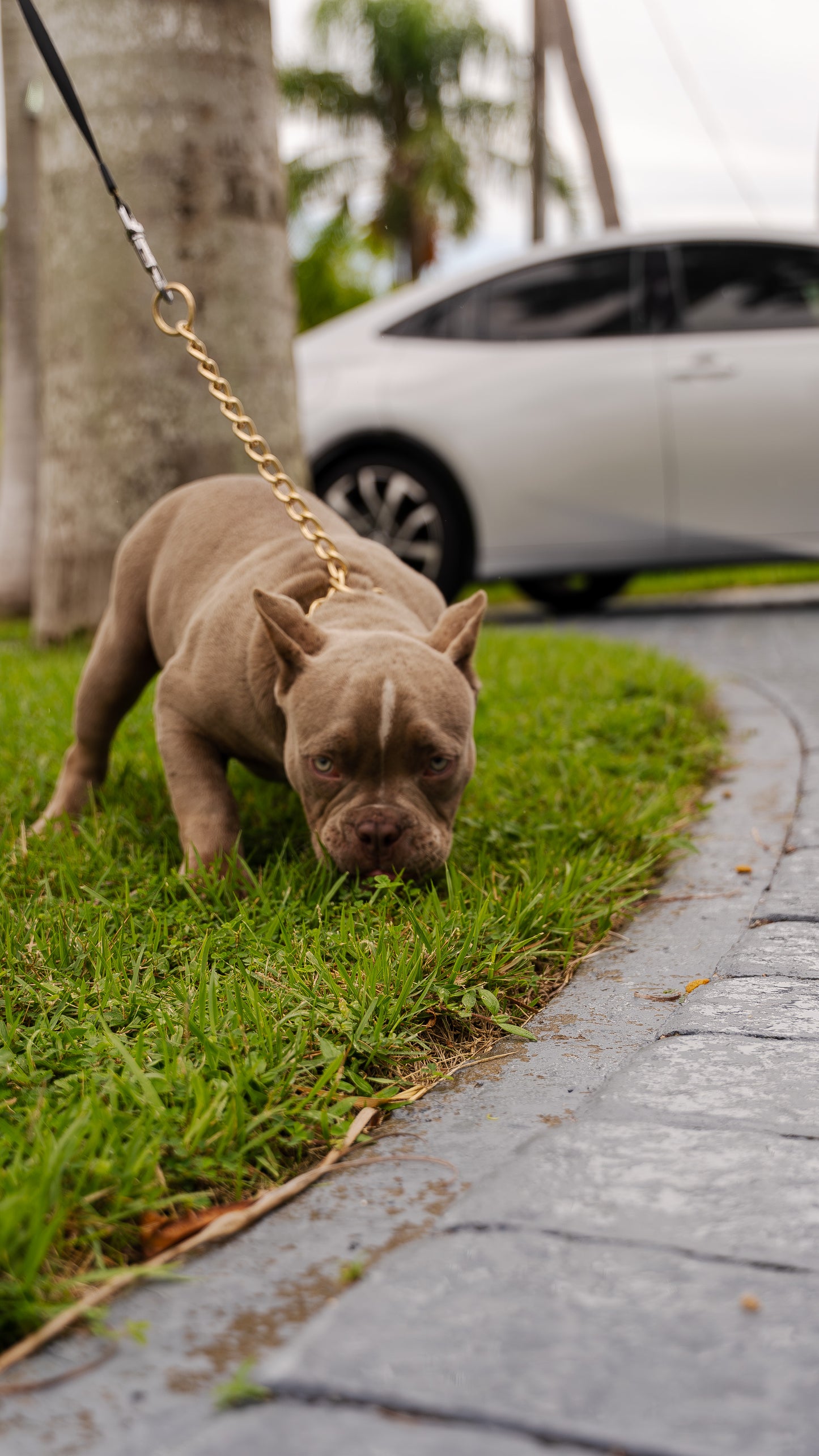 PUPS AVAILABLE TODAY