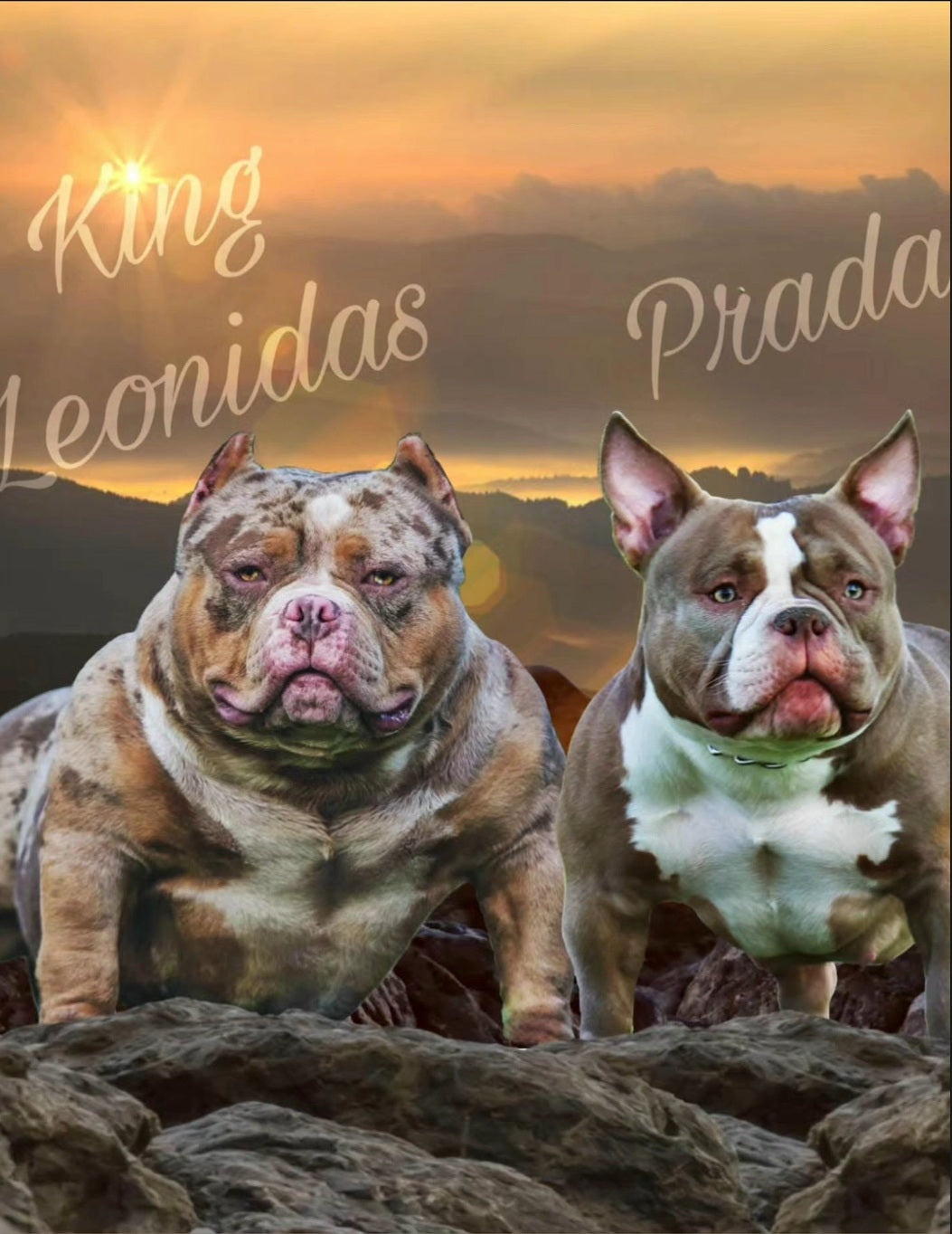 PUPS AVAILABLE TODAY