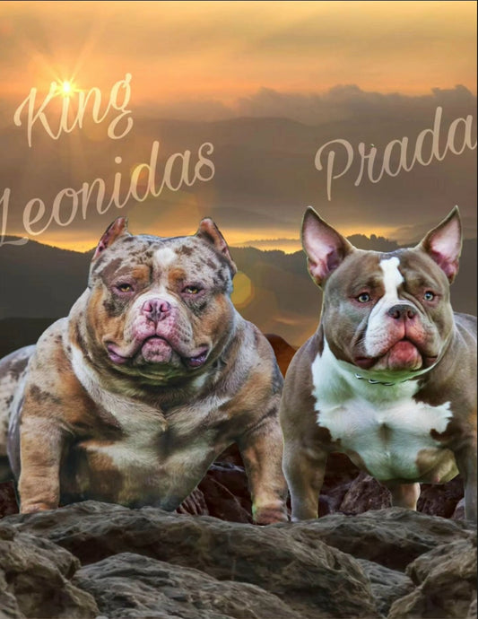 PUPS AVAILABLE TODAY
