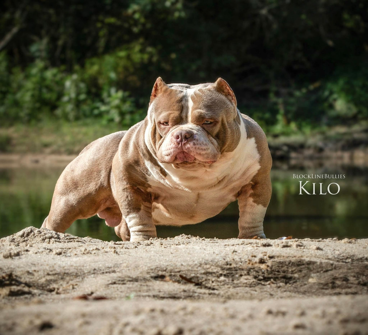 Kilo x Astra – Upcoming Litter