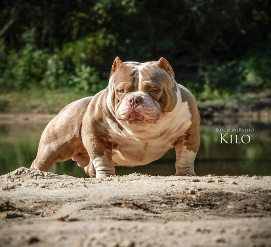 Kilo x Astra – Upcoming Litter