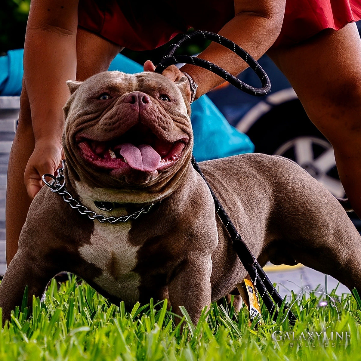 DEVIL OF THE GALAXY, lilac American Bully stud standing in grass – GalaxyLine Bullies, Naples FL