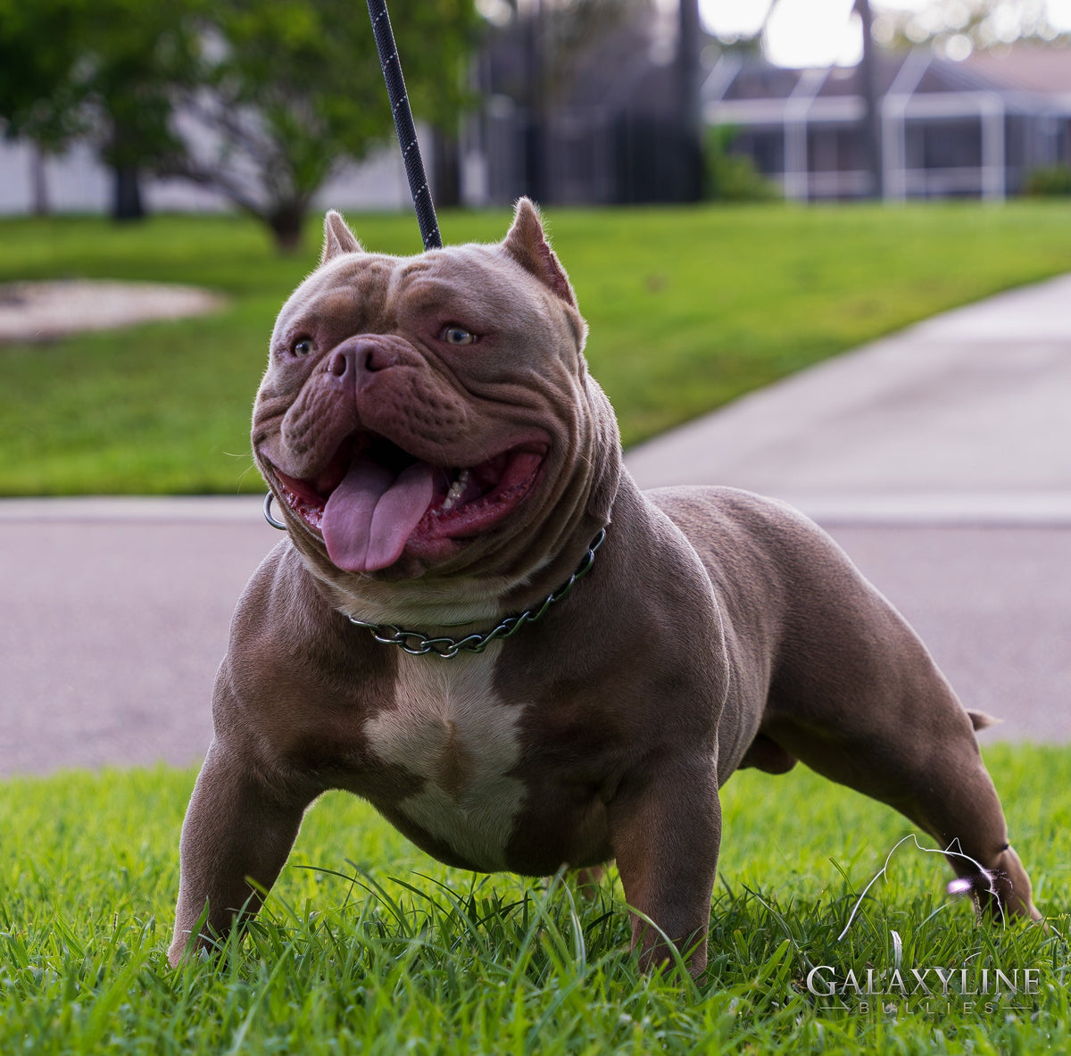 DEVIL OF THE GALAXY front stance, muscular lilac American Bully stud – GalaxyLine Bullies, Naples FL
