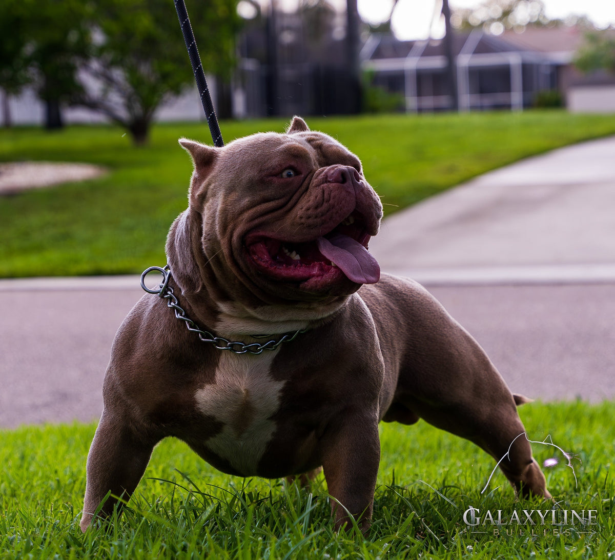 DEVIL OF THE GALAXY stacked on grass, lilac American Bully stud service in Naples FL – GalaxyLine Bullies