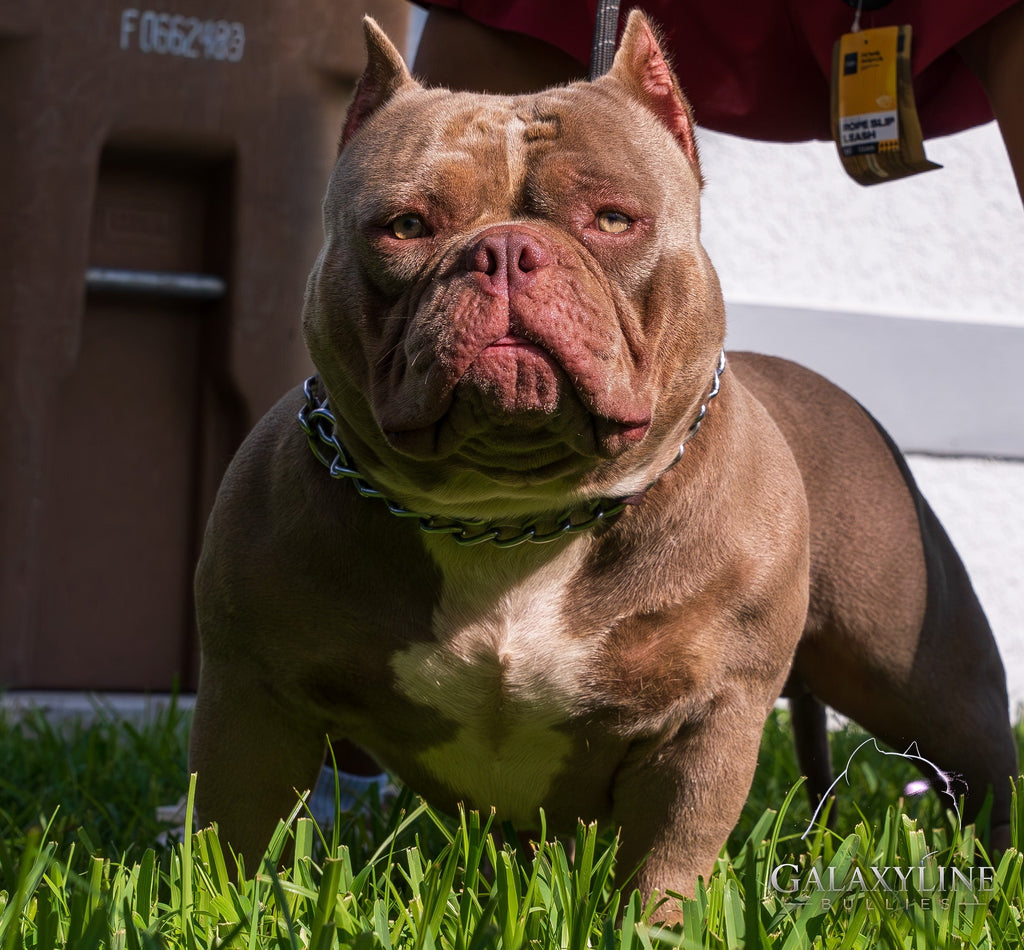 DEVIL OF THE GALAXY head and chest close-up, lilac American Bully stud with cropped ears – GalaxyLine Bullies