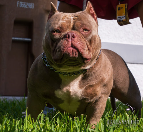 DEVIL OF THE GALAXY head and chest close-up, lilac American Bully stud with cropped ears – GalaxyLine Bullies
