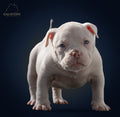White Pluto x Omega male extreme American Bully puppy, blue eyes, navy studio – GalaxyLine Bullies, Naples FL