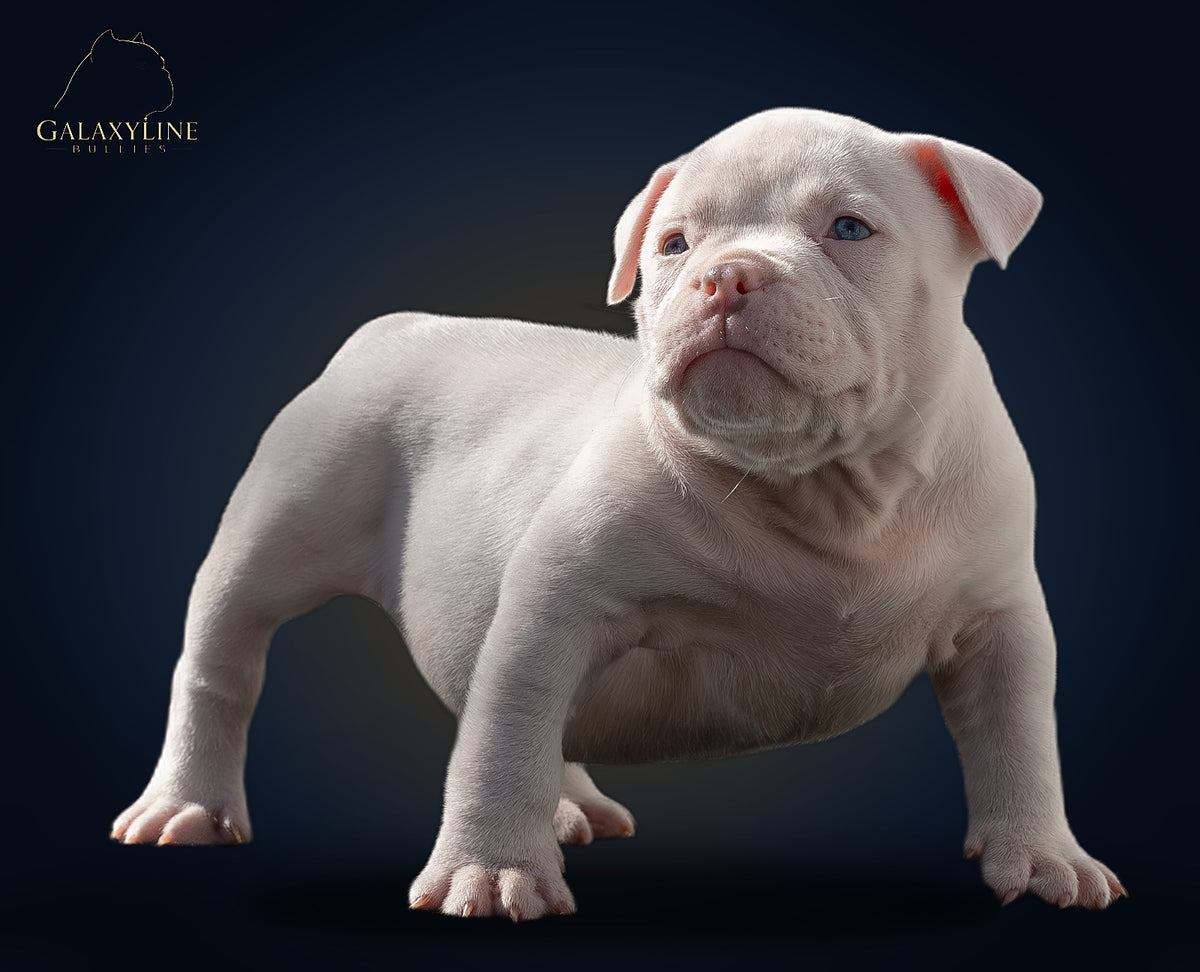 Pluto x Omega male pocket extreme American Bully puppy, studio portrait – GalaxyLine Bullies
