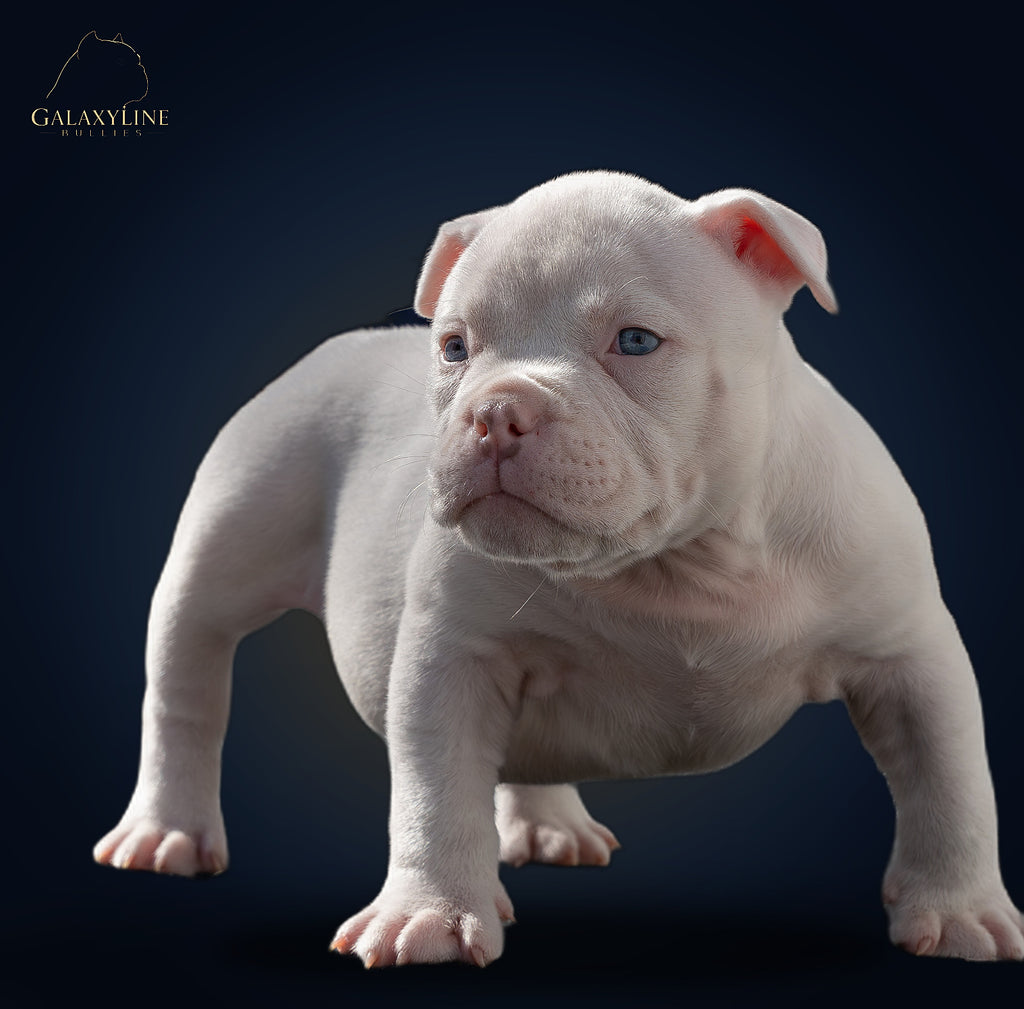 White extreme American Bully male puppy for sale, three-quarter studio view – GalaxyLine Bullies, Naples FL