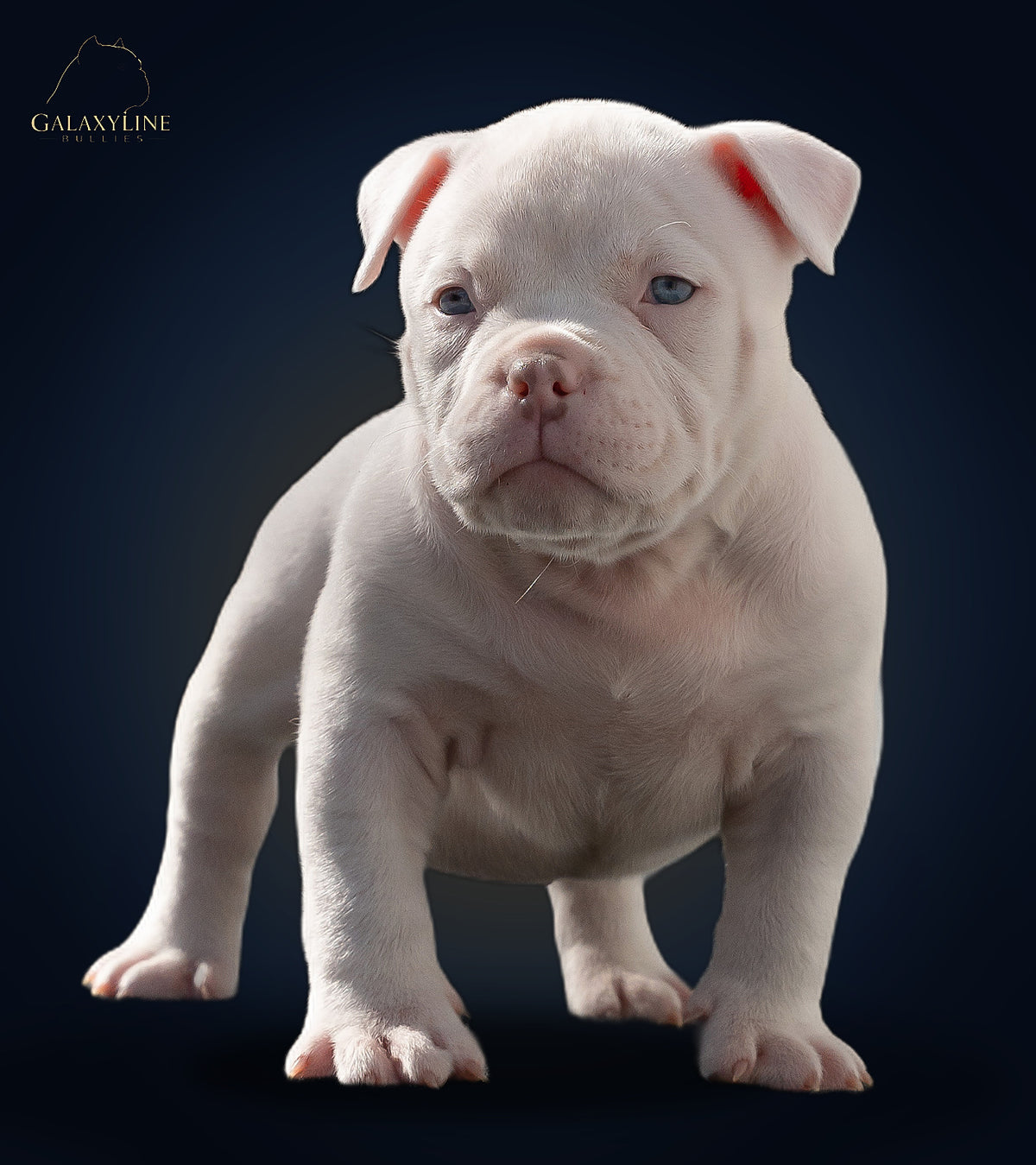 Blue-eyed white American Bully puppy, chest spread, studio – GalaxyLine Bullies