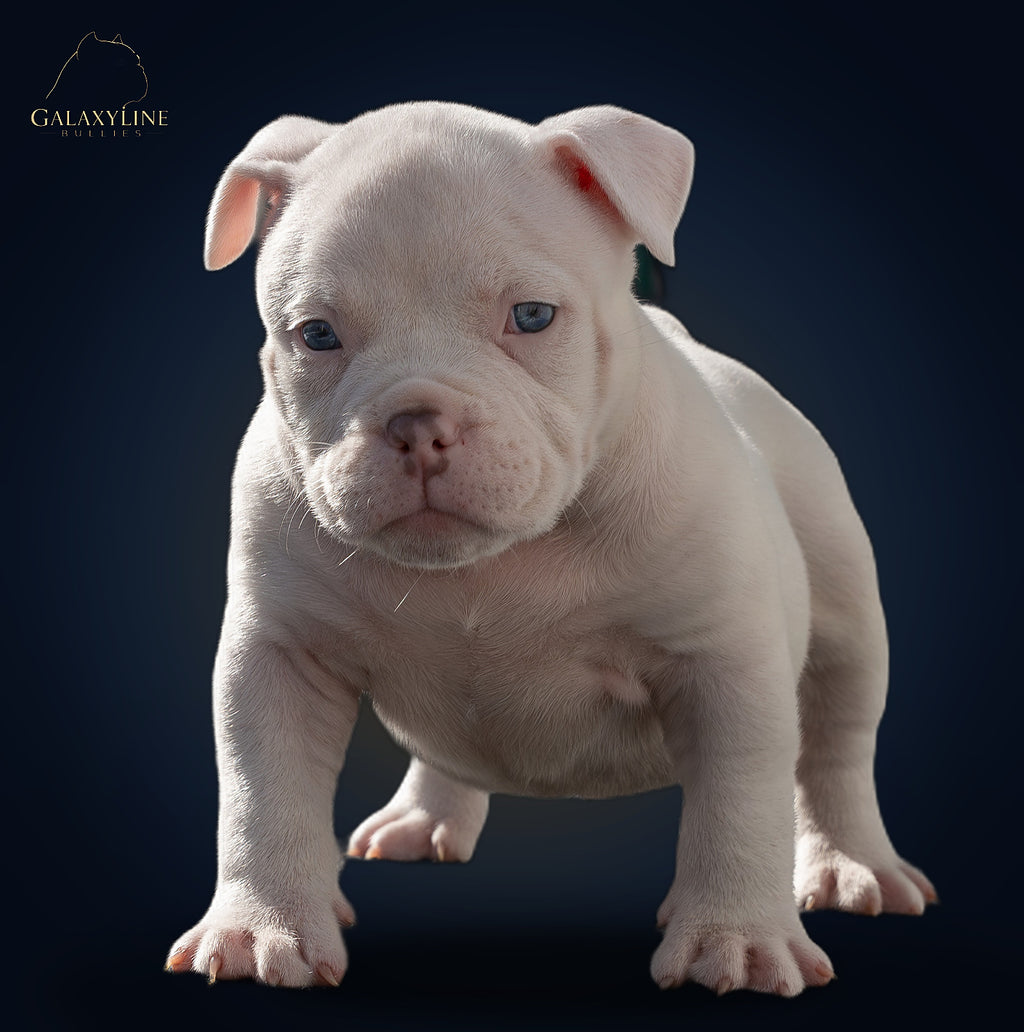 Pluto x Omega male bully puppy headpiece, blue eyes, studio – GalaxyLine Bullies, Naples FL