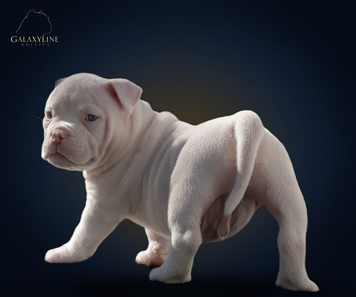 White extreme American Bully male puppy rear and topline, studio – GalaxyLine Bullies
