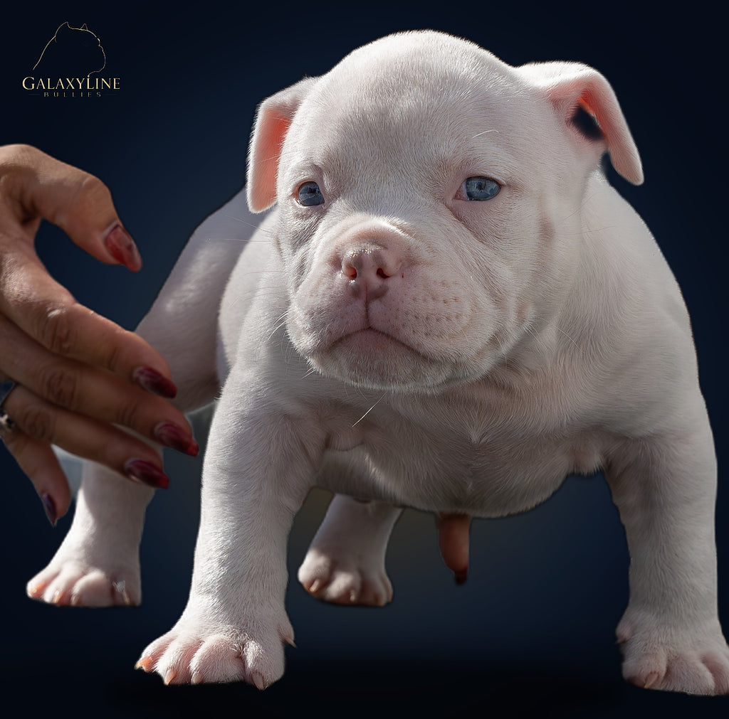 Pluto x Omega male American Bully puppy for sale, front studio view – GalaxyLine Bullies, Naples FL