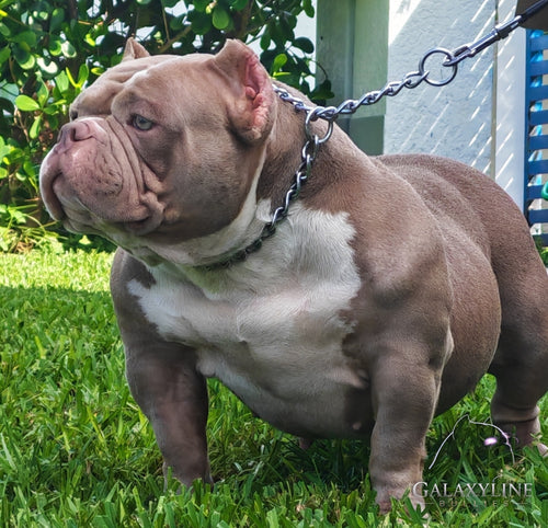 Galaxy, lilac and white pocket extreme American Bully foundation dam, side profile, GalaxyLine Bullies