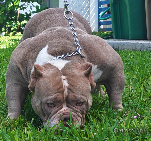 Galaxy, lilac and white pocket extreme American Bully foundation dam, front view, GalaxyLine Bullies