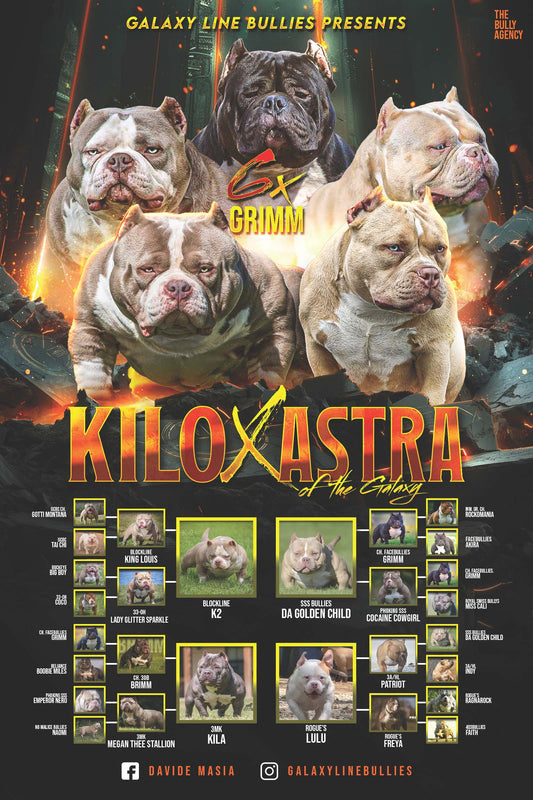 Kilo x Astra – Upcoming Litter