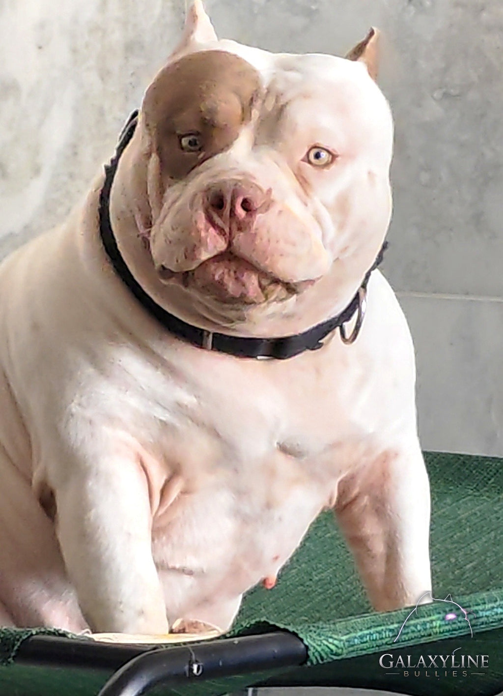 Omega, white American Bully dam with brown eye patch on a green cot – GalaxyLine Bullies, Naples FL