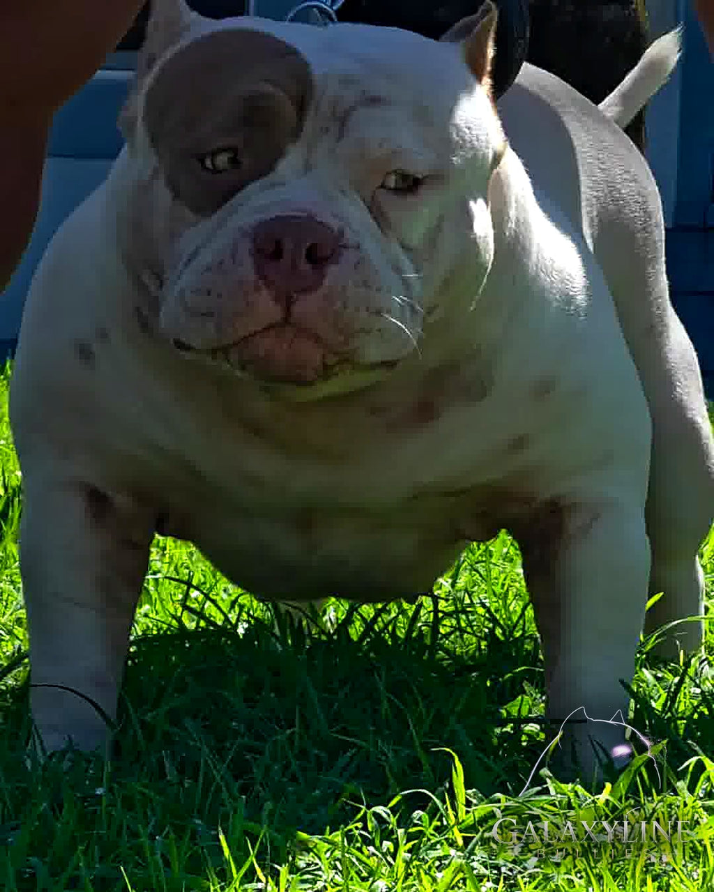 Omega, blocky wrinkled head and cropped fawn ears, pocket extreme American Bully – GalaxyLine Bullies