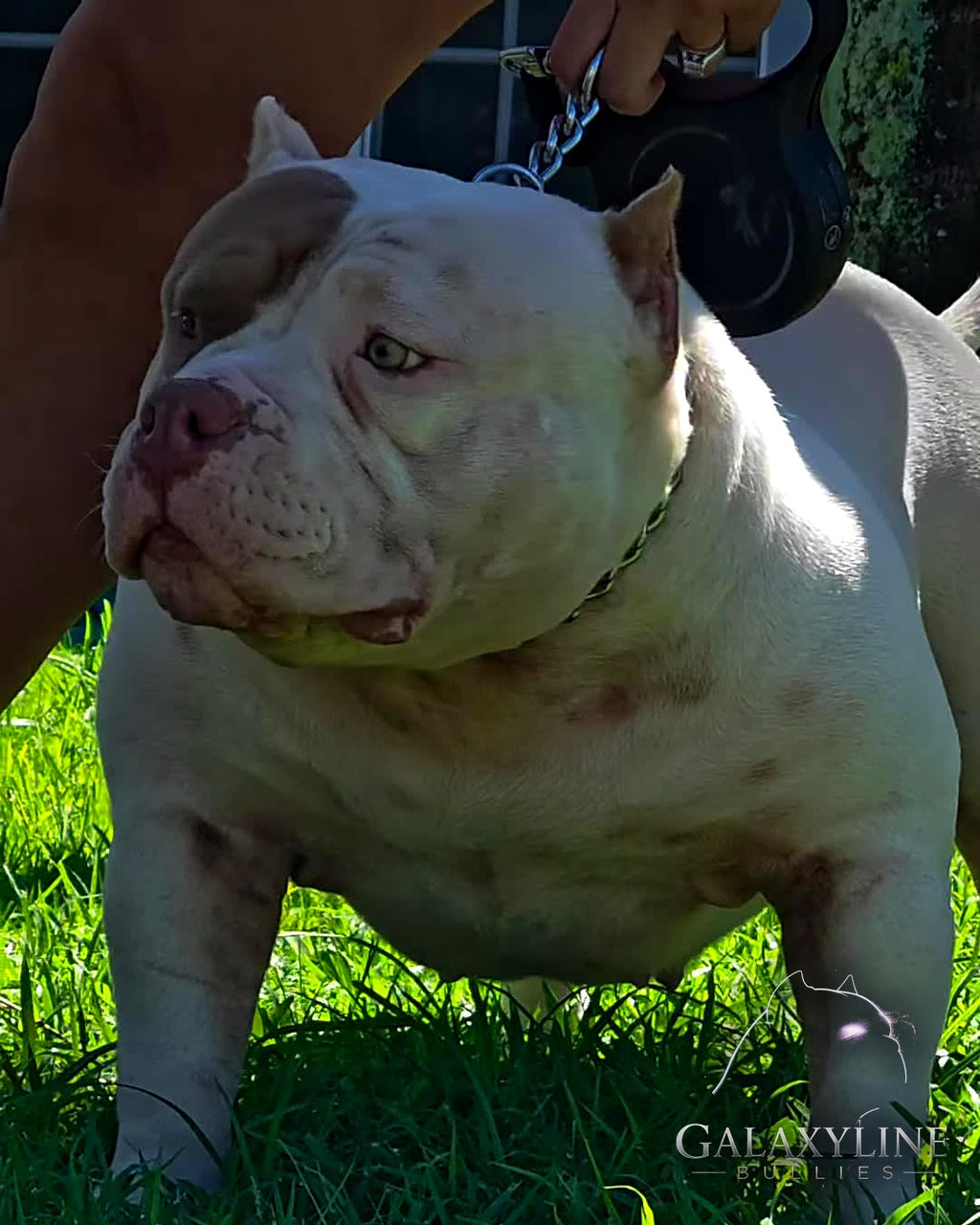 Omega, pocket extreme American Bully female, wide front and deep chest – GalaxyLine Bullies