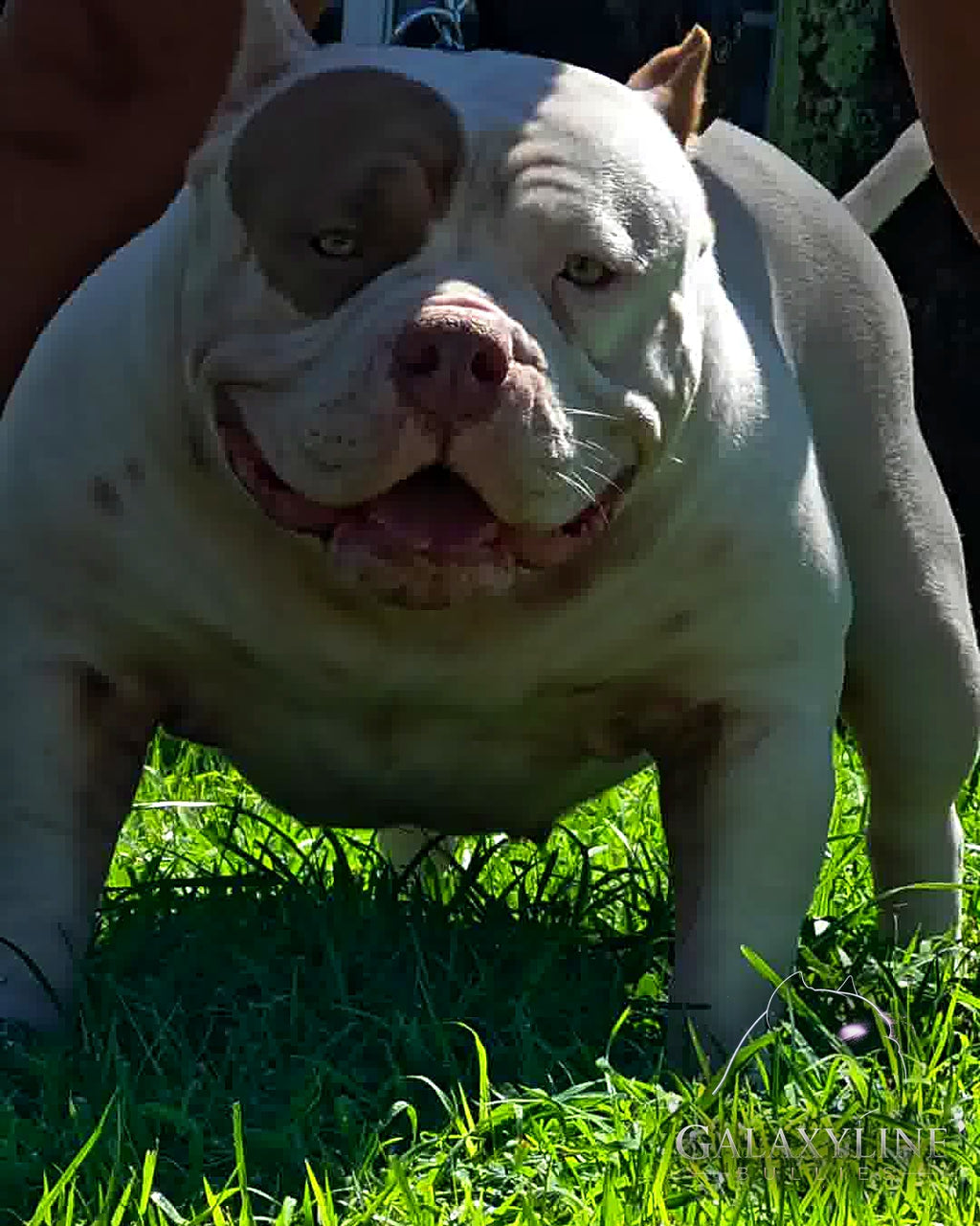 Omega, American Bully dam head close-up with light amber eyes and lilac/fawn eye patch – GalaxyLine Bullies
