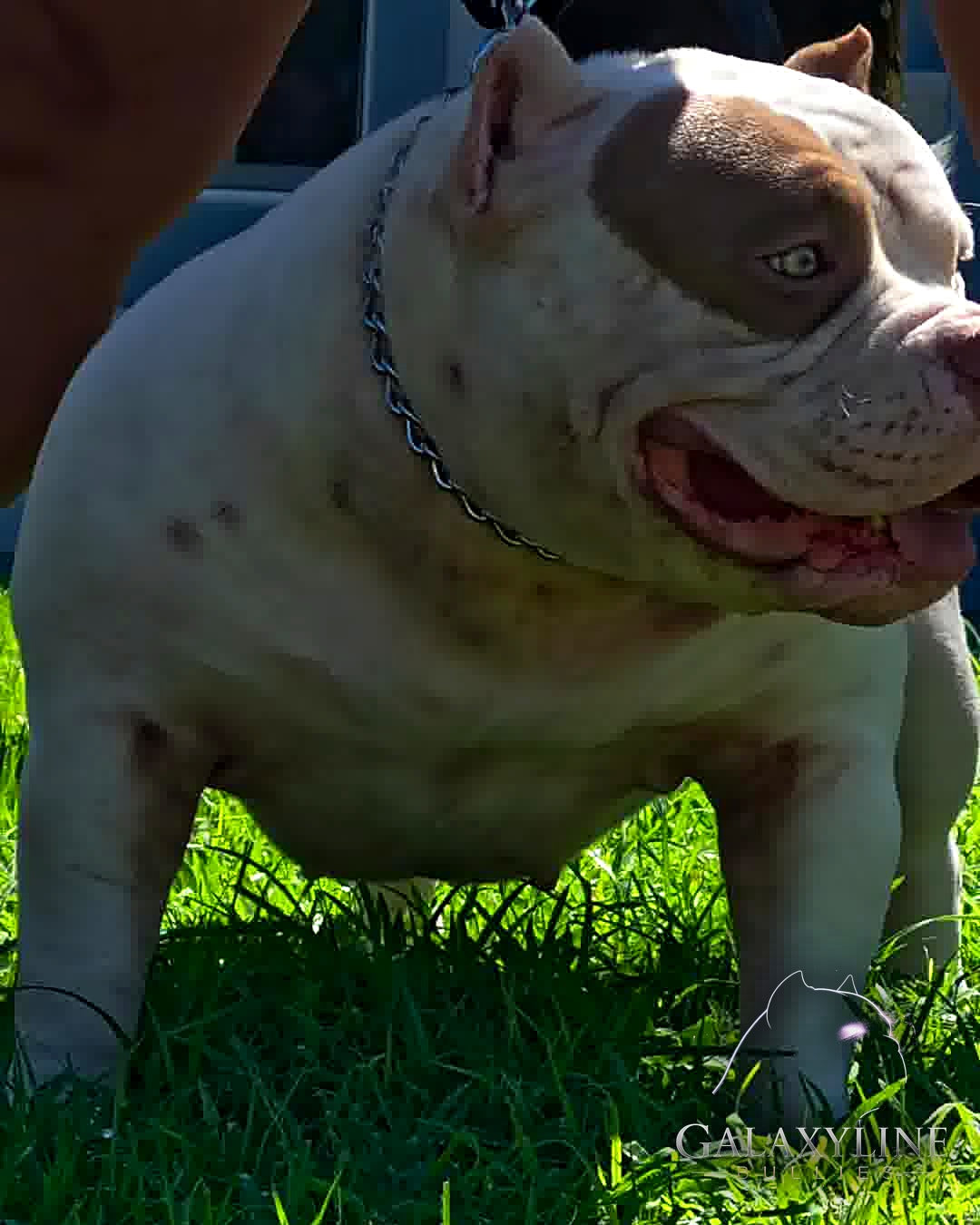 Omega, extreme American Bully dam side profile showing low, wide build – GalaxyLine Bullies