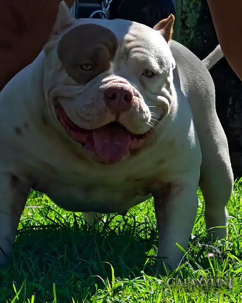 Omega, white and lilac pocket extreme American Bully dam, smiling front view – GalaxyLine Bullies, Naples FL
