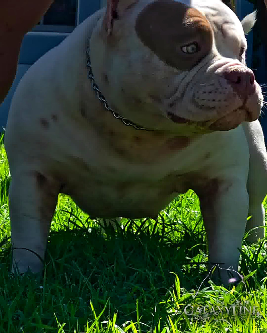 Omega, white/cream American Bully dam with lilac eye patch, three-quarter view – GalaxyLine Bullies