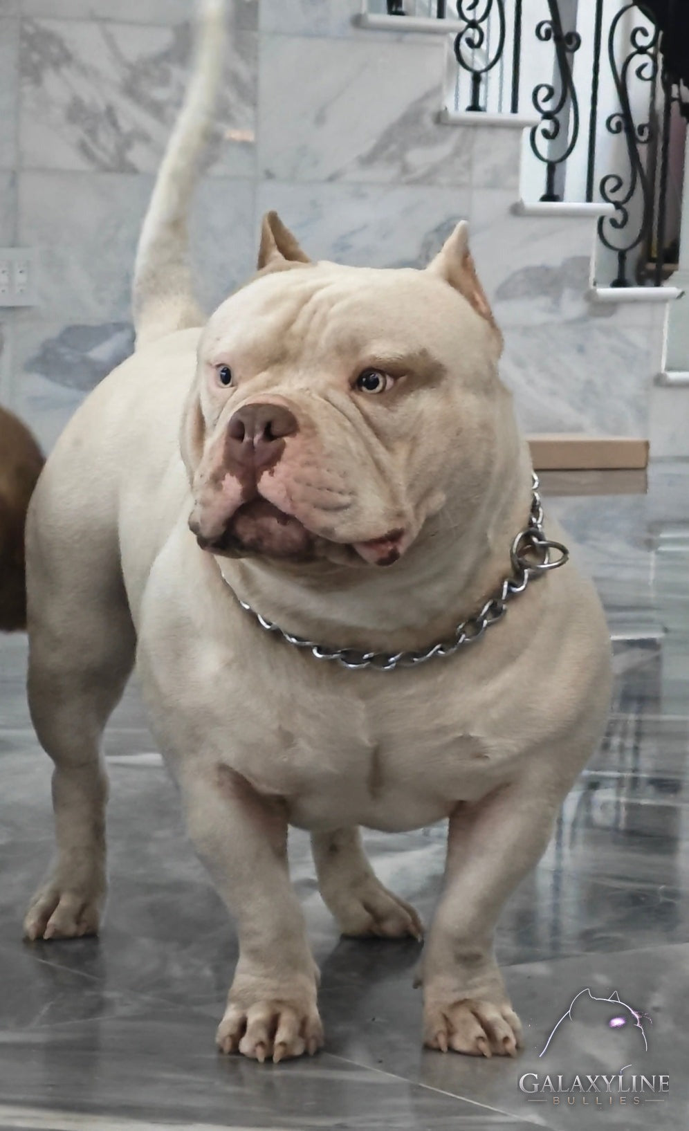 Pluto, sire of the Omega x Pluto pocket extreme American Bully litter, standing with chain collar – GalaxyLine Bullies, Naples FL