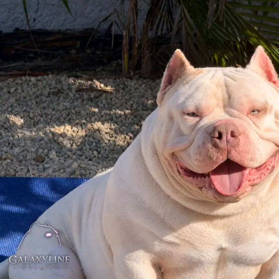 Pluto (American Dream Pluto of the Galaxy), piebald pocket extreme American Bully stud, GalaxyLine Bullies, Naples FL