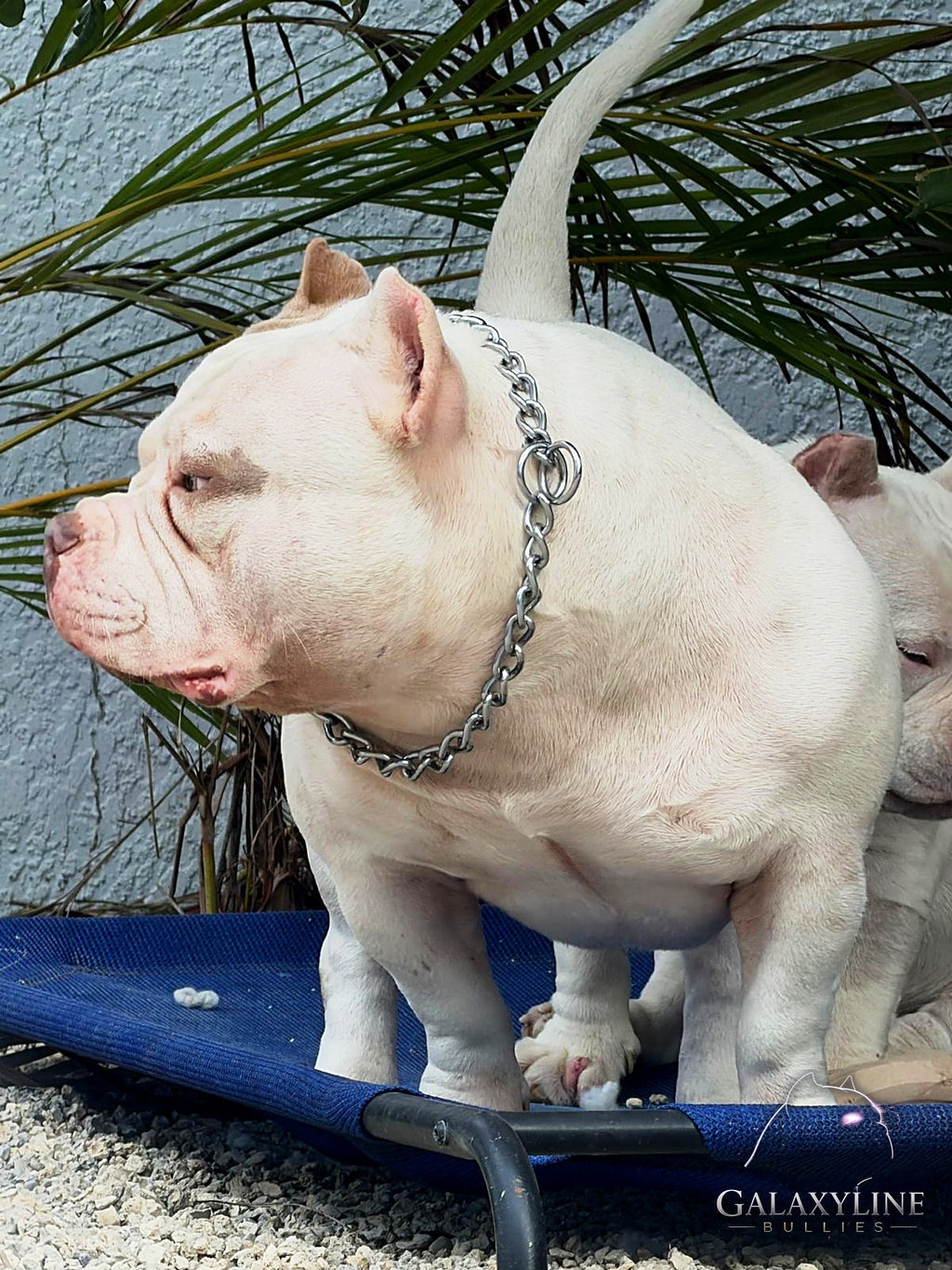 Pluto, piebald pocket extreme American Bully stud, side profile, GalaxyLine Bullies, Naples FL