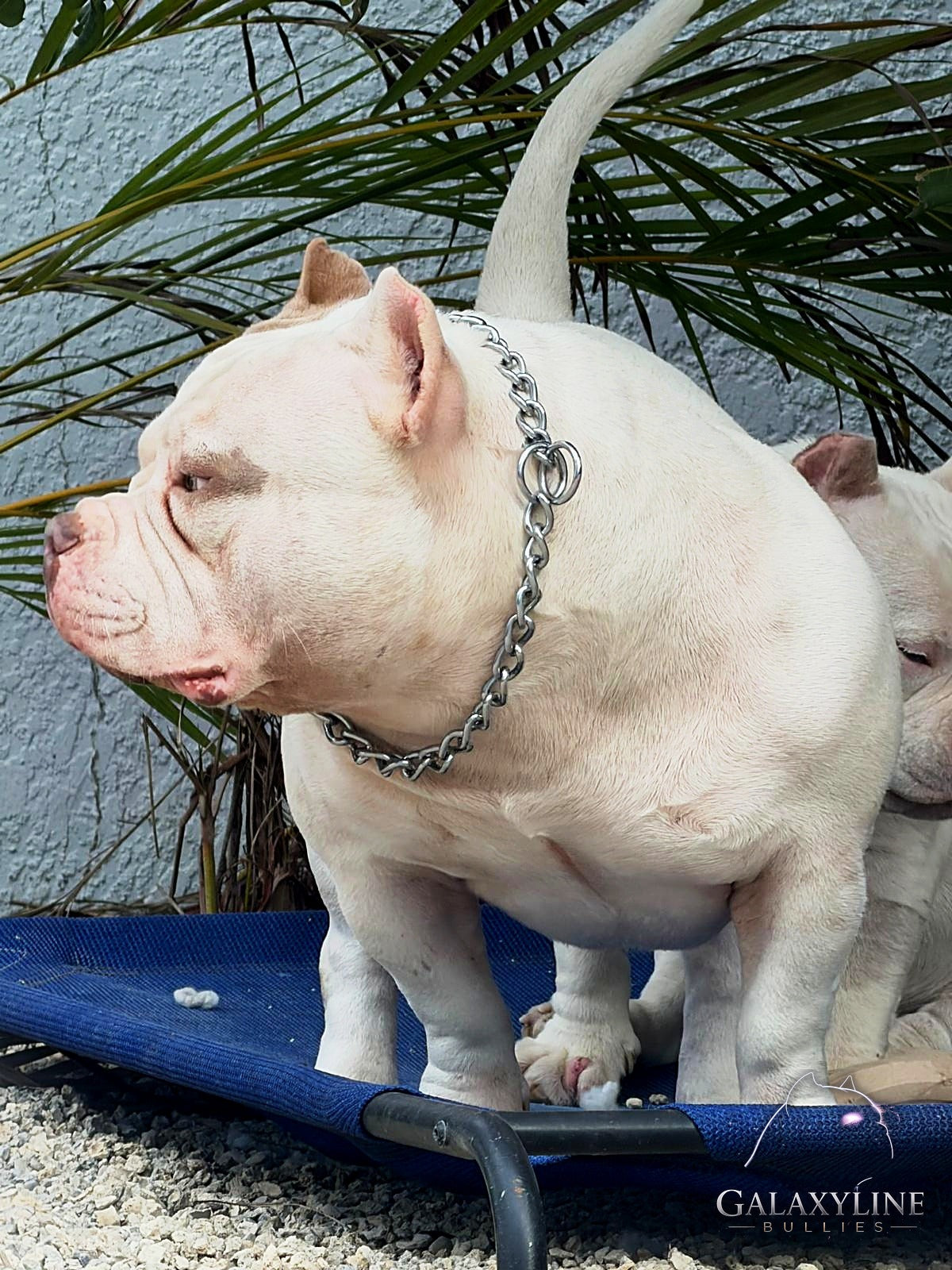 Pluto, piebald pocket extreme American Bully stud, side profile, GalaxyLine Bullies, Naples FL