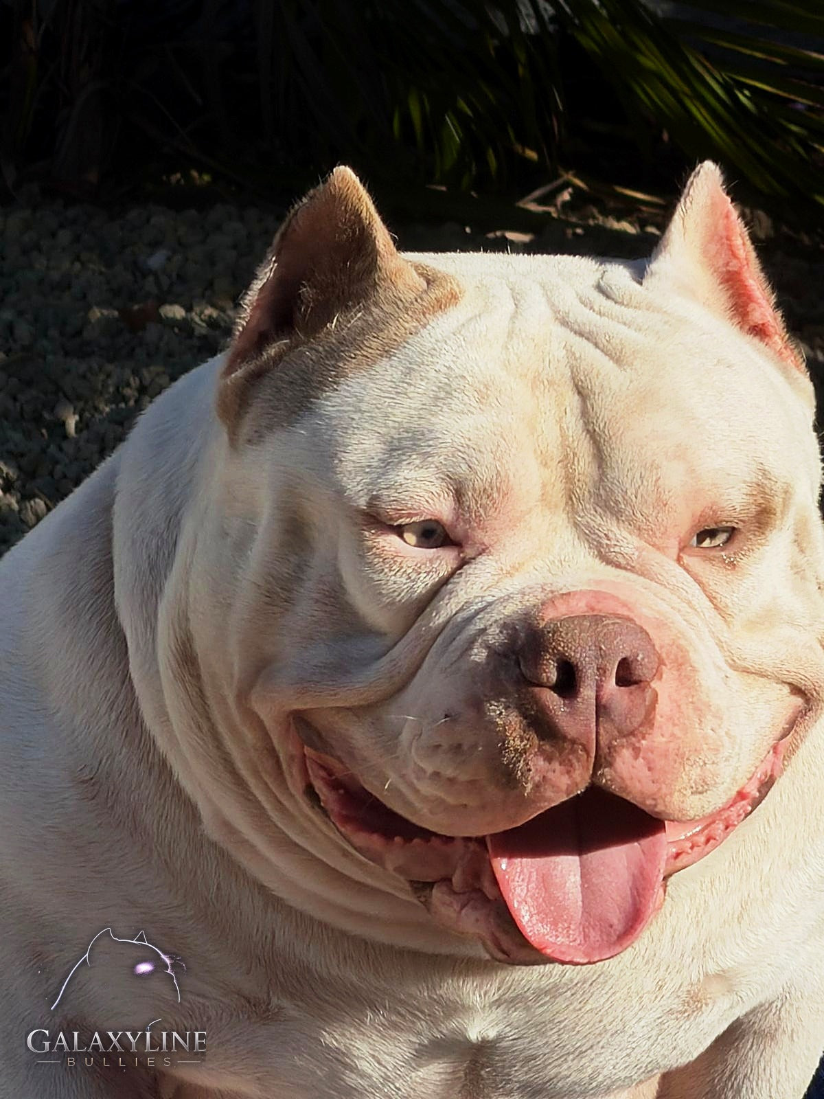 Pluto head close-up, wide blocky head of a pocket extreme American Bully stud, GalaxyLine Bullies