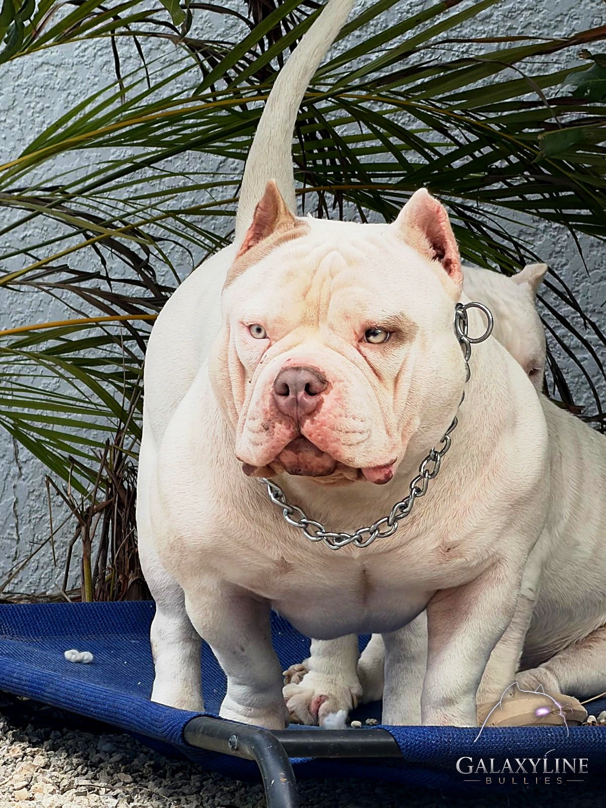 Pluto front view, pocket extreme American Bully stud service, GalaxyLine Bullies, Naples FL