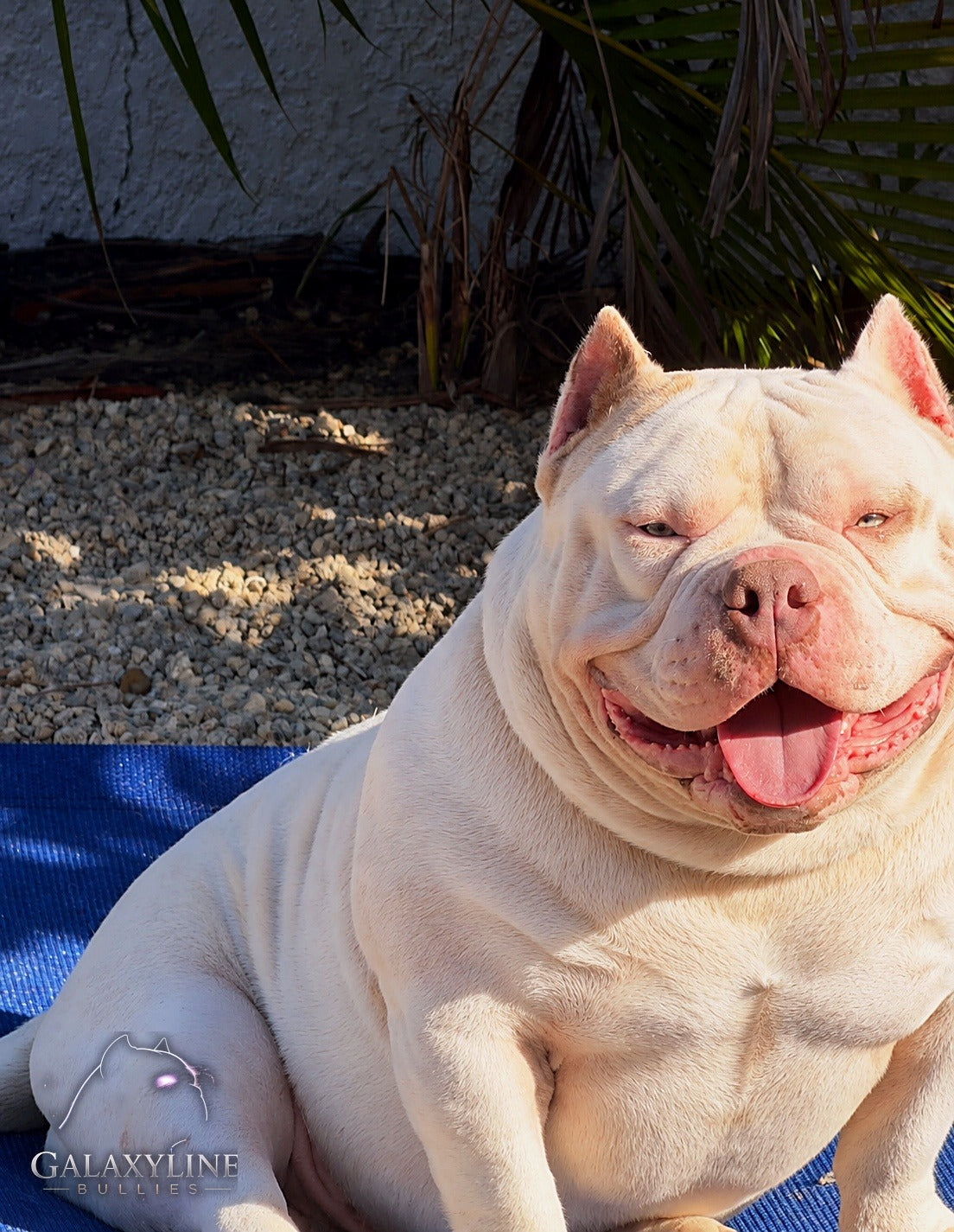 Pluto relaxing outdoors, piebald American Bully stud, GalaxyLine Bullies