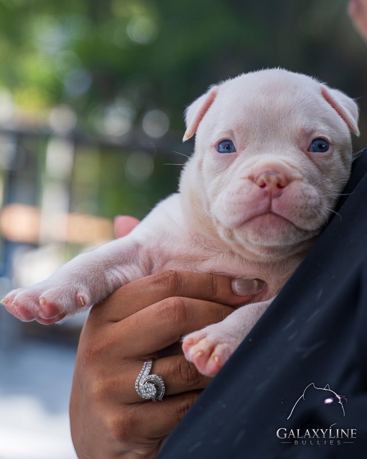Blue-eyed Pluto x Omega American Bully puppy held in hand – GalaxyLine Bullies, Naples FL