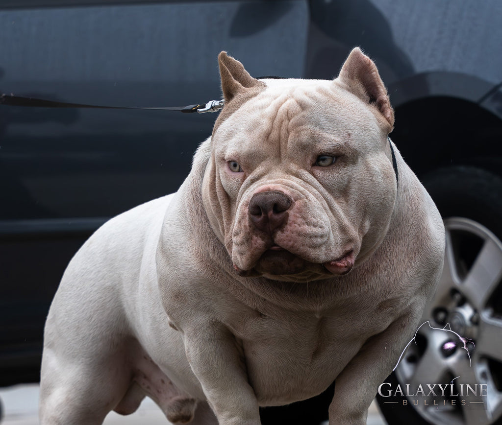 Pluto front view showing wide chest and heavy bone, pocket extreme American Bully stud – GalaxyLine Bullies