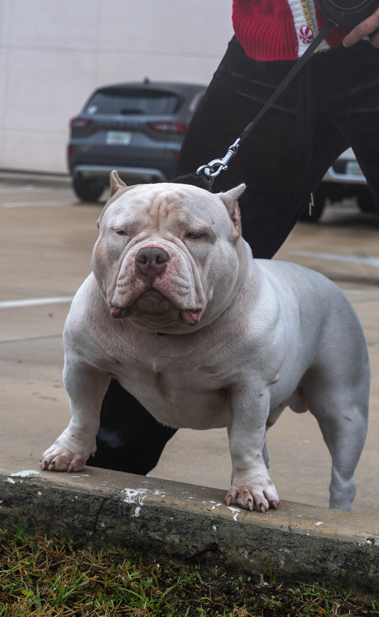 GALAXY LINE AMERICAN DREAM PLUTO