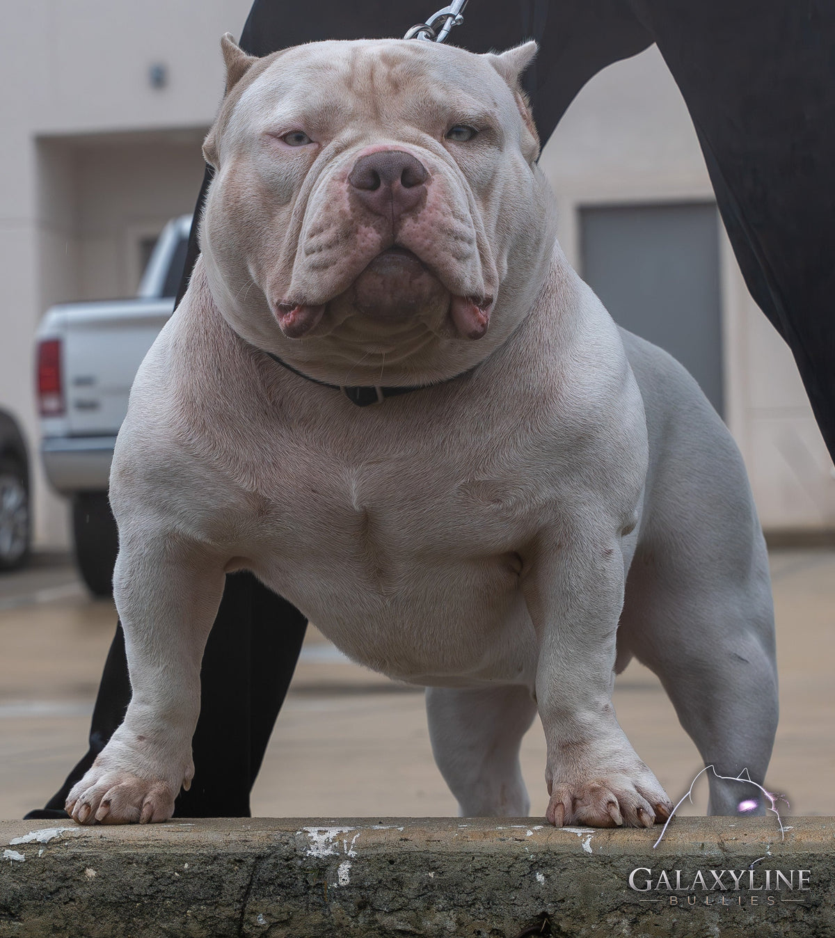 Pluto front stack on a platform, muscular pocket extreme American Bully stud – GalaxyLine Bullies