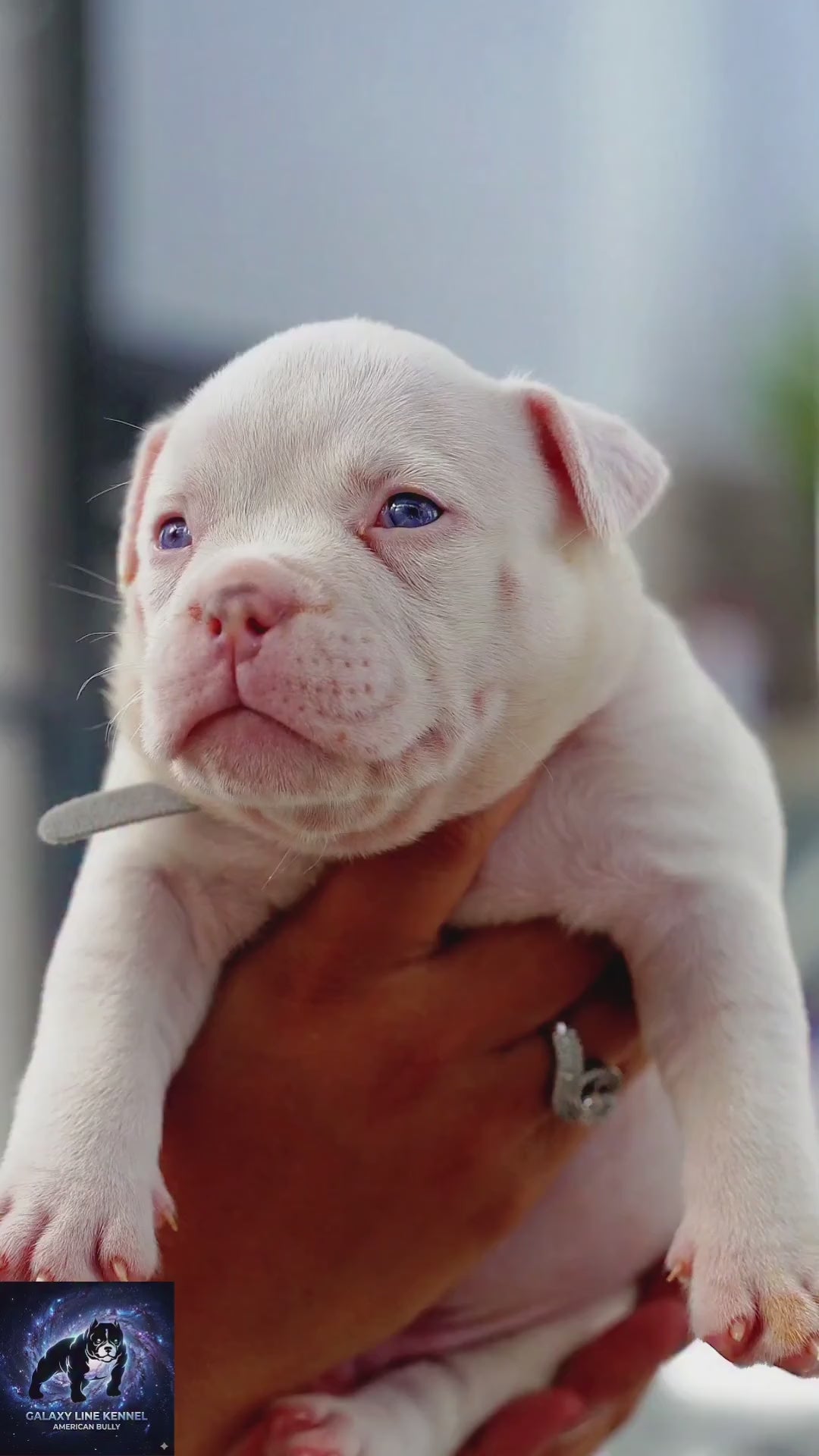 Pluto x Omega male extreme American Bully puppy for sale, video reel – GalaxyLine Bullies, Naples FL