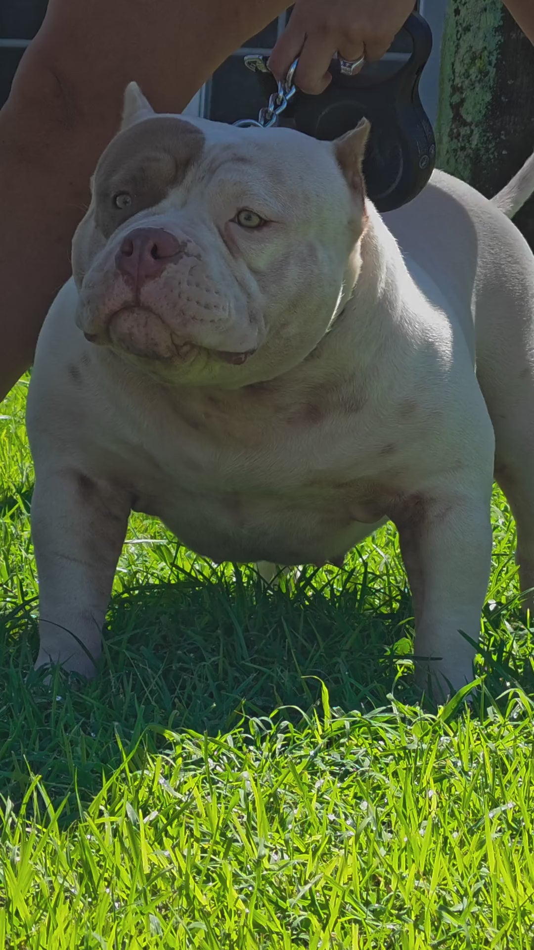 Omega, white and lilac pocket extreme American Bully dam, video reel – GalaxyLine Bullies, Naples FL